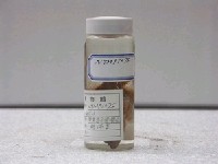 藏品(黑星笛鯛)的圖片